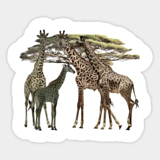 Giraffe - Family on Safari in Kenya / Africa Sticker